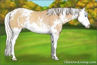 Horse Color:White Spotted Silver Amber Champagne Roan Splash Rabicano 