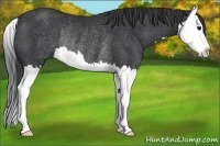 Horse Color:Black Splash Rabicano 
