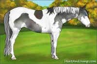 Horse Color:Smoky Black Splash Tobiano 
