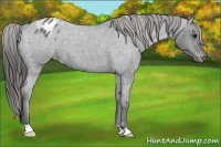 Horse Color:Blue Roan Appaloosa