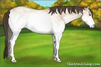 Horse Color:White Spotted Amber Cream Champagne 