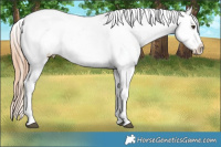 Horse Color:Red Onyx Ice Splash Appaloosa 
