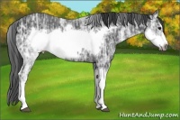 Horse Color:Black Ice Sabino Frame