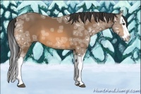 Horse Color:Buckskin Ice Splash 