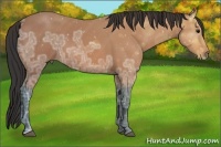 Horse Color:Bay Ice Sabino 