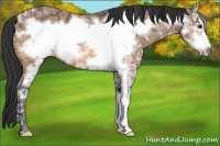 Horse Color:Buckskin Ice Frame 