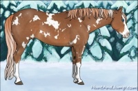 Horse Color:White Spotted Chestnut Splash 