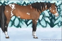 Horse Color:White Spotted Bay Splash