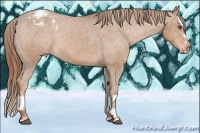 Horse Color:Chestnut Sabino Splash Appaloosa Rabicano