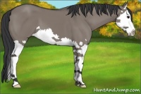 Horse Color:Grullo Splash 