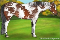 Horse Color:White Spotted Bay 
