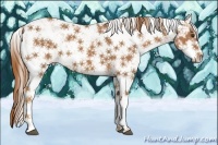 Horse Color:Chestnut Sabino