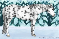 Horse Color:White Spotted Black Splash 