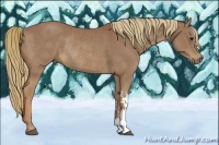 Horse Color:Chestnut Rabicano 