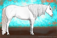 Horse Color:Chocolate Palomino Appaloosa