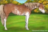 Horse Color:Chestnut Sabino 