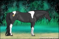 Horse Color:Black Tobiano 