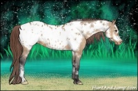Horse Color:Bay Dun Frame Appaloosa