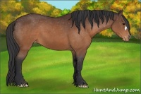 Horse Color:Brown Appaloosa 