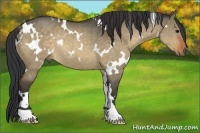 Horse Color:White Spotted Bay Dun Rabicano 
