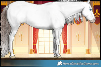 Horse Color:White Spotted Brown Splash Appaloosa