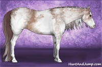 Horse Color:White Spotted Chocolate Brown Dun Sabino
