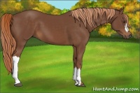 Horse Color:Chestnut 