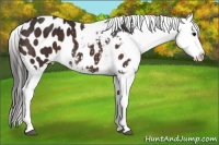 Horse Color:Bay Appaloosa 