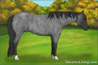 Horse Color:Blue Roan 