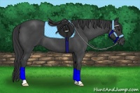 Horse Color:Blue Roan
