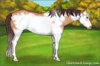 Horse Color:Chocolate Bay Dun Splash Frame Rabicano 