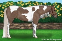 Horse Color:Silver Black Tobiano