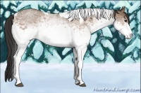 Horse Color:White Spotted Buckskin Roan Tobiano 