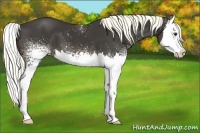 Horse Color:White Spotted Liver Chestnut Splash 
