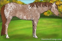 Horse Color:Chestnut Ice 