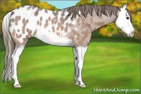 Horse Color:Buckskin Roan Splash Appaloosa 