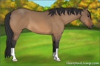 Horse Color:Bay Dun