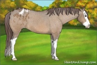 Horse Color:Bay Dun Splash Appaloosa