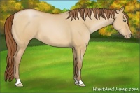 Horse Color:Bay Pearl Dun