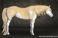 Horse Color:Chestnut Splash 