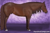 Horse Color:Chocolate Bay 