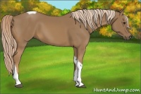 Horse Color:Palomino Tobiano