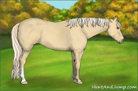 Horse Color:Palomino Roan Frame 