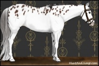 Horse Color:Bay Splash Appaloosa 