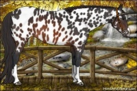 Horse Color:Brown Appaloosa 