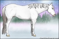 Horse Color:Liver Chestnut Sabino Snowcap