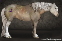 Horse Color:Chocolate Palomino 
