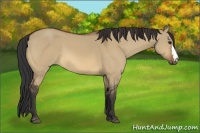 Horse Color:Bay Dun