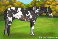 Horse Color:White Spotted Buckskin
