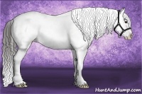 Horse Color:White Spotted Bay Splash Appaloosa Rabicano